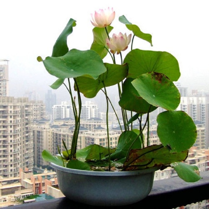 [HCM]Hạt Giống Sen Nhật Mini (10 hạt - nhiều màu)