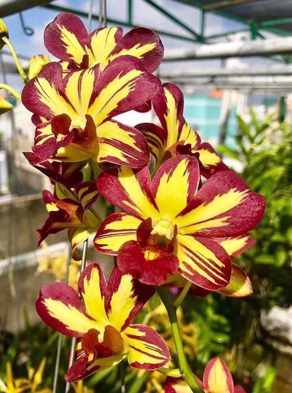 hOA LAN VÀNG ĐỎ XỔ 5%