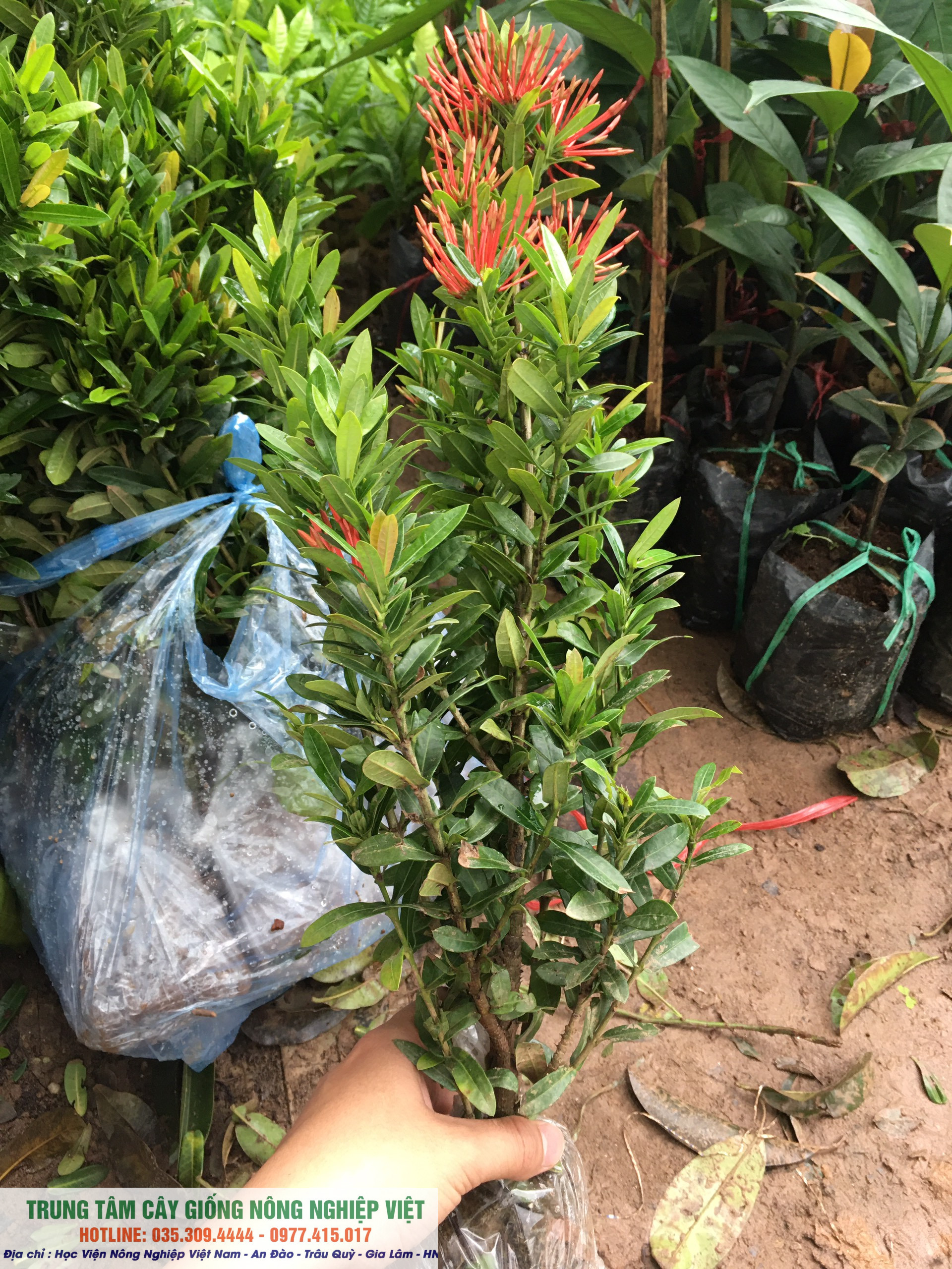 Cây hoa mẫu đơn ta chuẩn giống ĐHNN