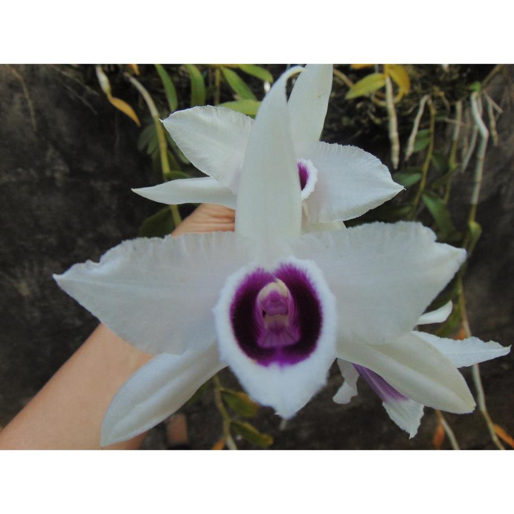 cốc giống hoa lan phi điệp (giả hạc) 5 cánh trắng HỌNG TÍM