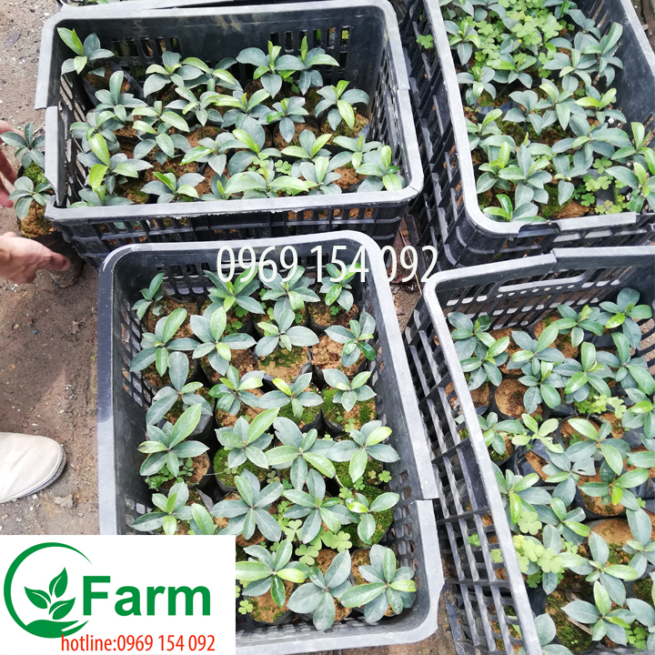 Cây thị giống  tặng thêm cây mặc định