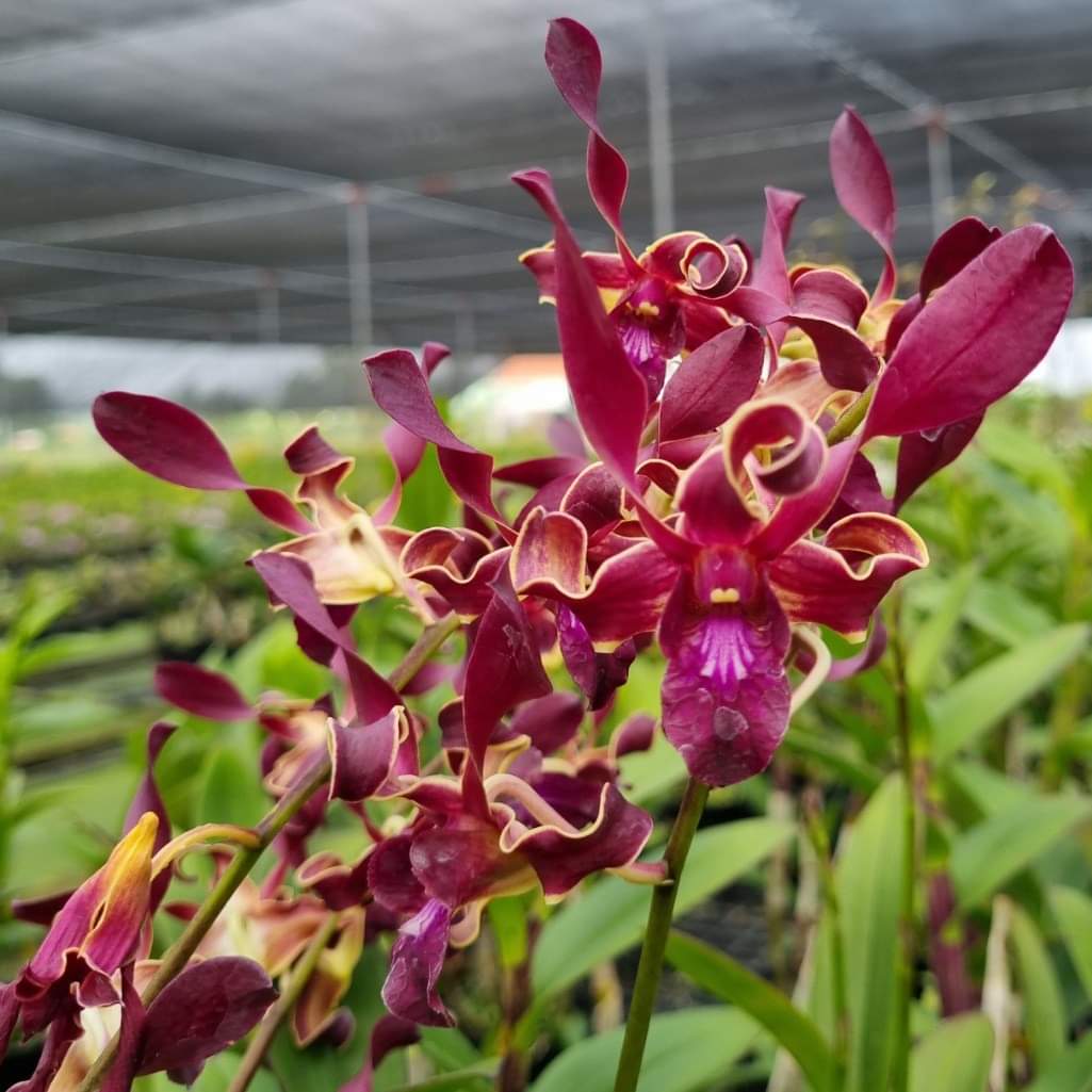 HOA LAN RỒNG LỬA XƯA
