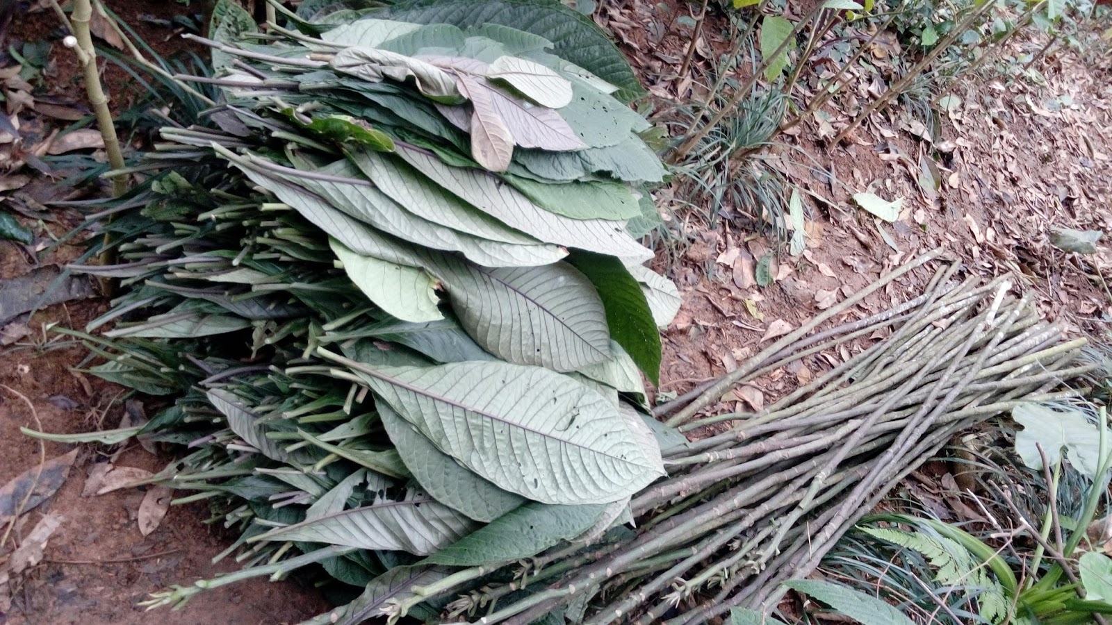 cây giống cây khôi nhung (khôi tía)