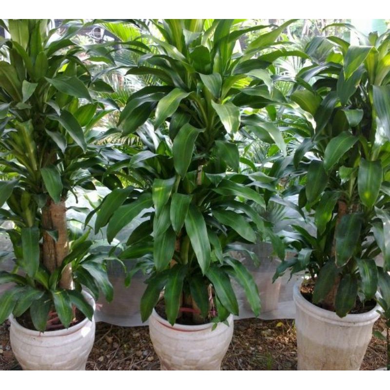 CHẬU CÂY thiết mộc lan lá xanh , cây đẹp giá hợp lý, nhắn tin để shop tư vấn chi tiết