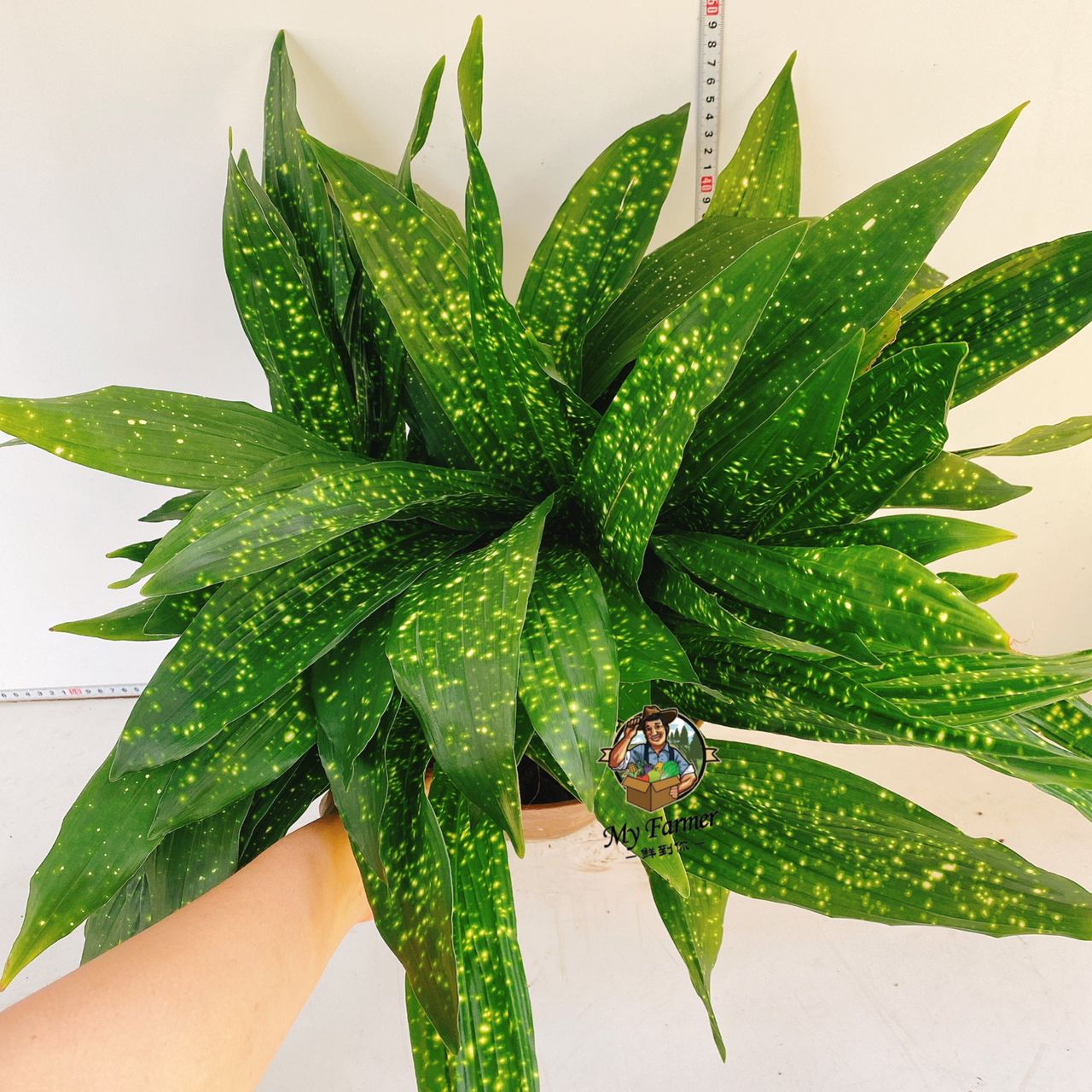bogenhanf kosten Bogenhanf - Sansevieria laurentii :12 H:35 cm - Pflanzen sicher zu dir  nach Hause