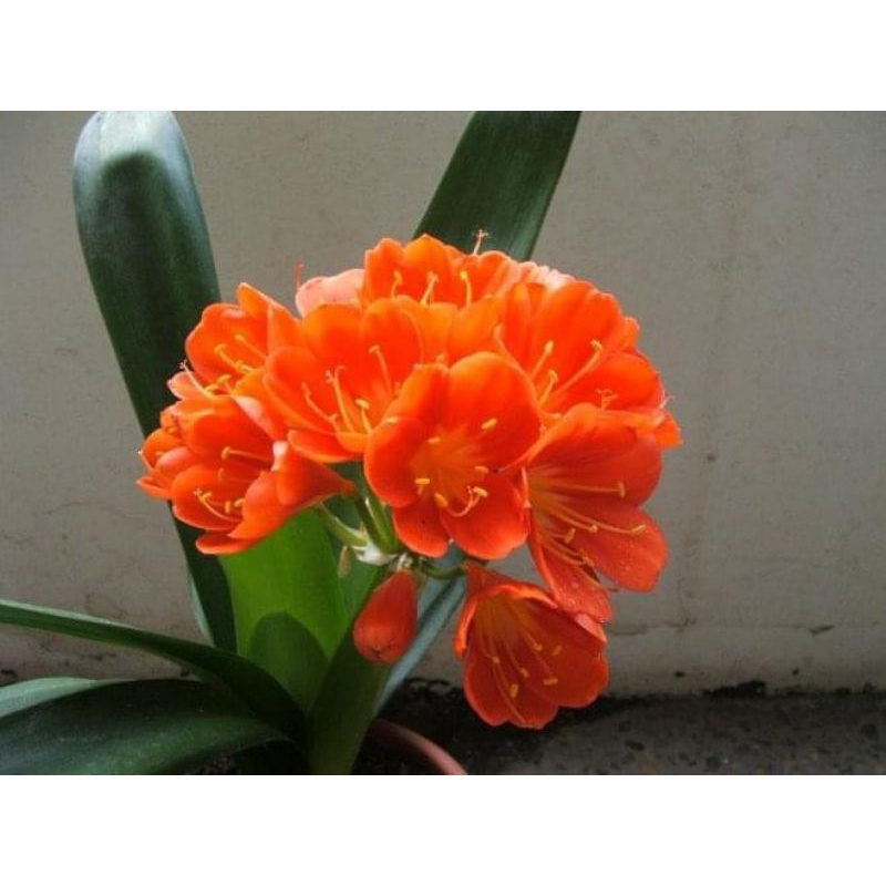 củ hoa lan quân tử - Giống Hoa Cảnh Nhập Khẩu