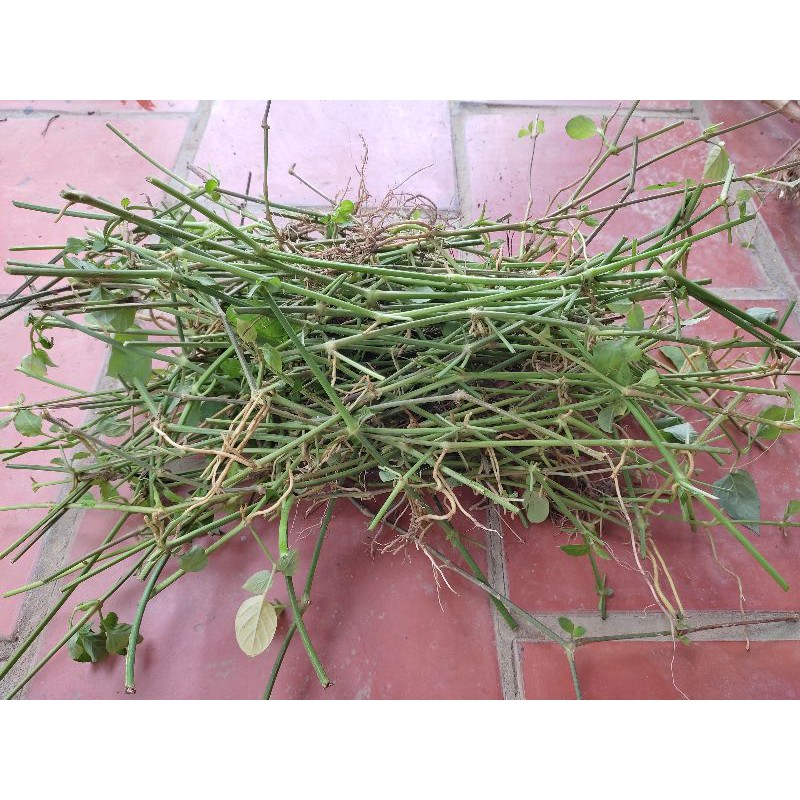 Cây rau ngót nhật, cành có rễ, 1kg cành già để giâm trồng