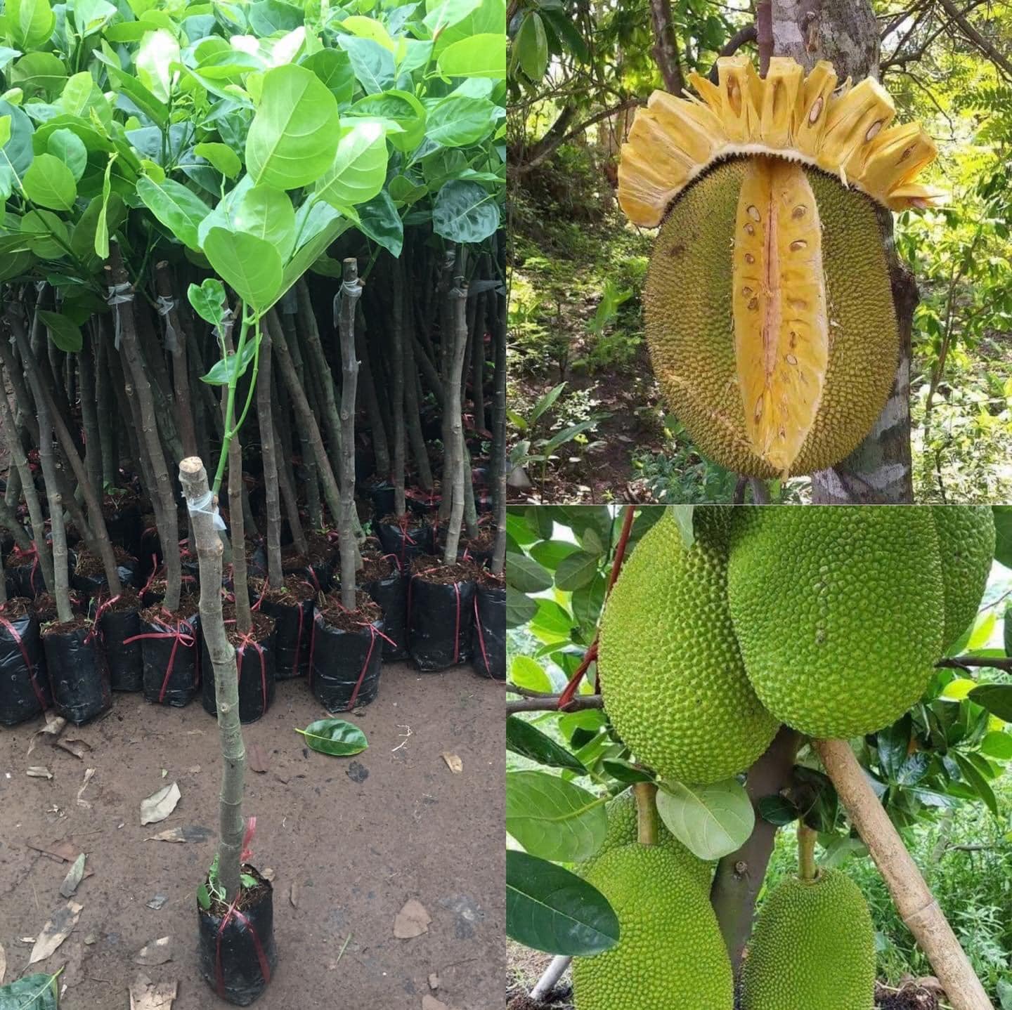 COM BO 3 CÂY MÍT( Mít thái siêu sớm.Mít ruột đỏ indonesia.Mít quả dài malaysia.)CAM KẾT CHUẨN GIỐNG