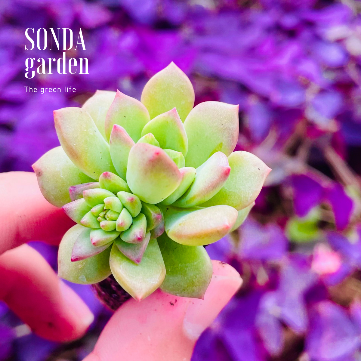 SEN ĐÁ MẶT TRỜI SIZE MINI KHOẺ ĐẸP LỖI 1 ĐỔI 1