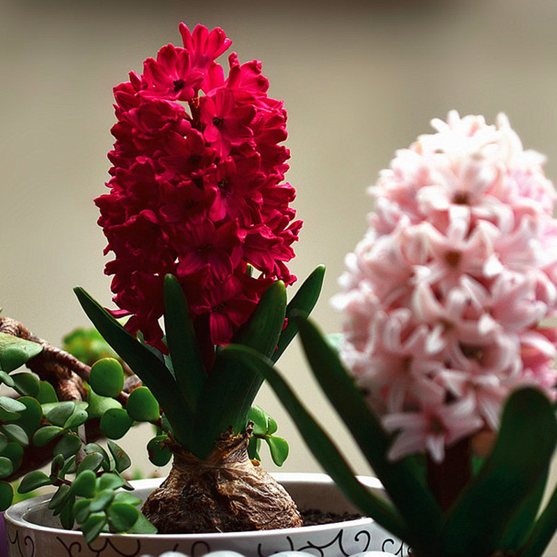 Indoor and outdoor flowering live plant seeds hyacinth seeds Cold ...