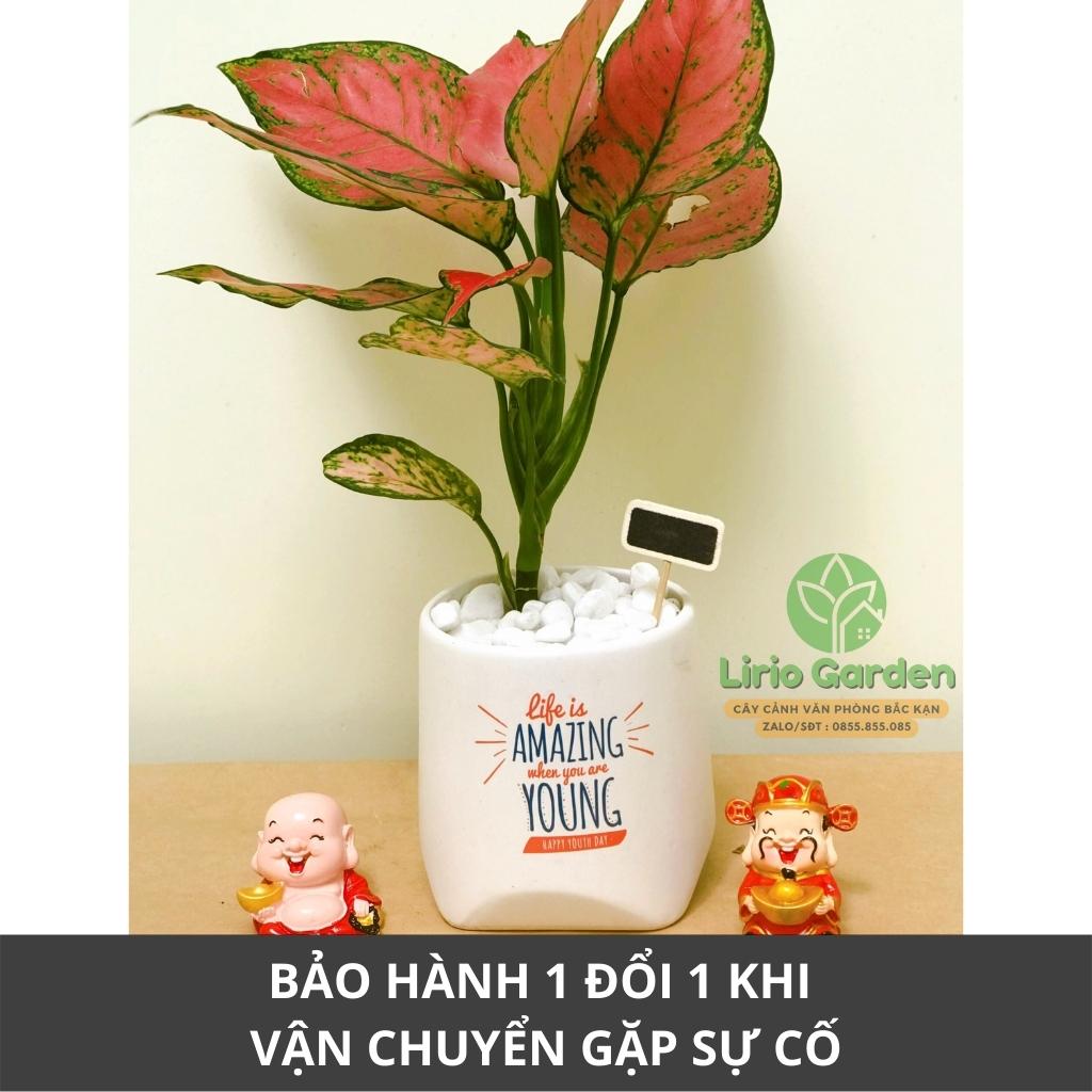 Cây hồng lộc , vạn lộc