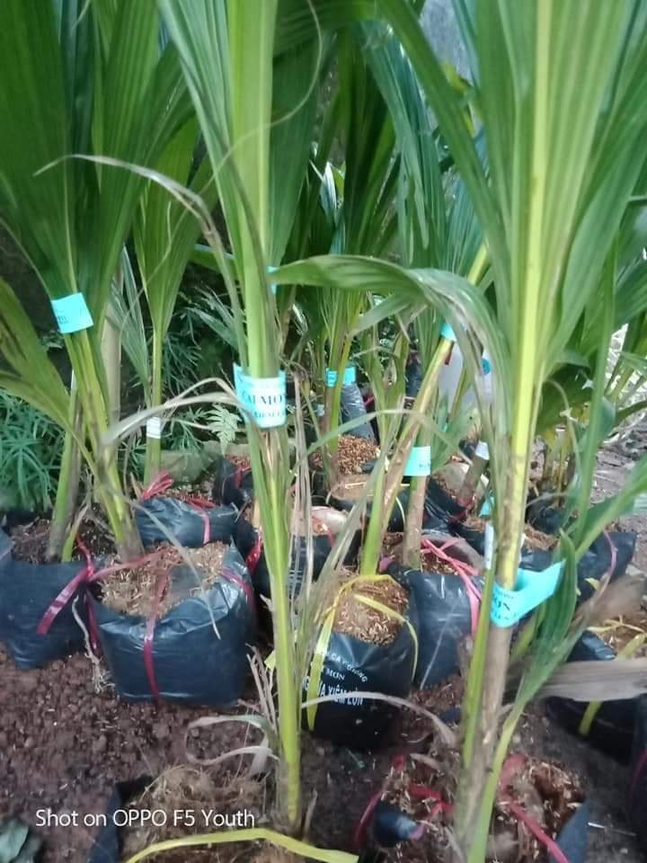 cây giống dừa dứa (siêu sớm có bảo hành)