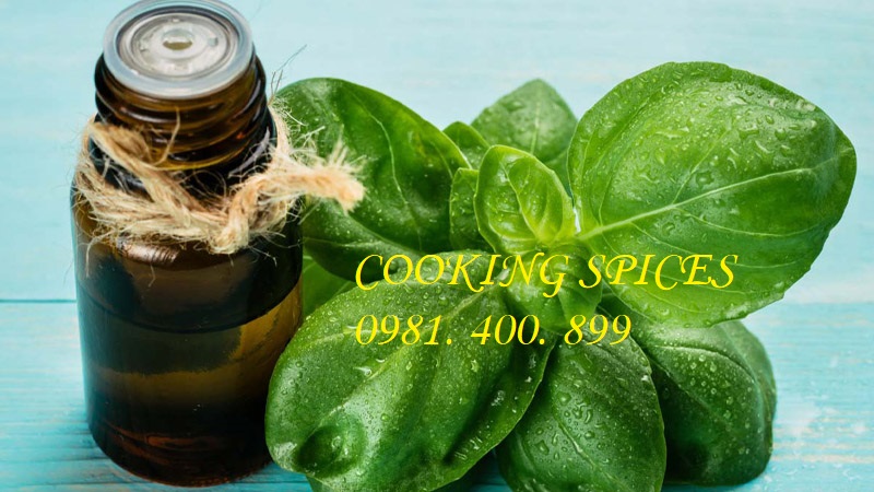 Lá Húng Quế Tây ( Basil ) gia vị ướp gà KFC, sốt pizza.