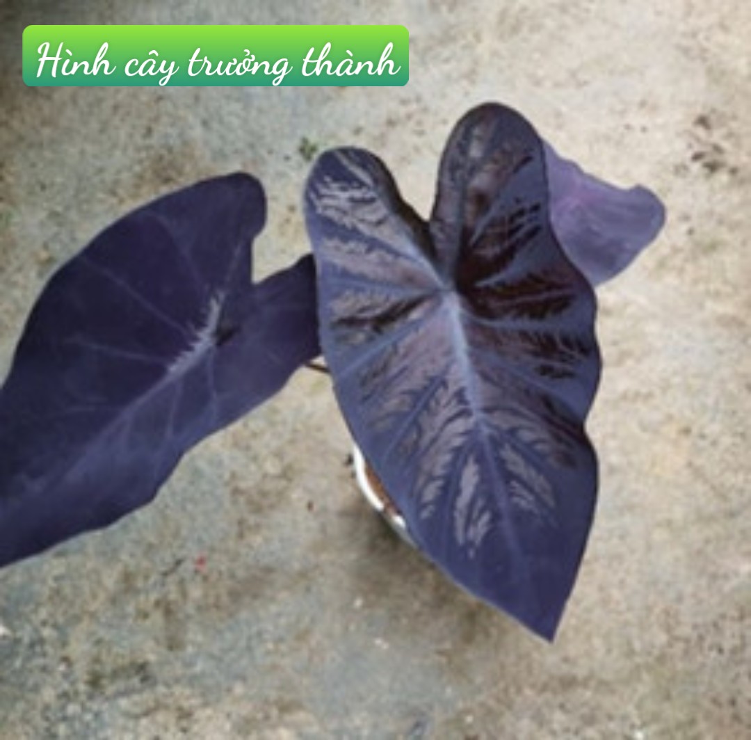 Môn Đen ( Colocasia Black Coral)