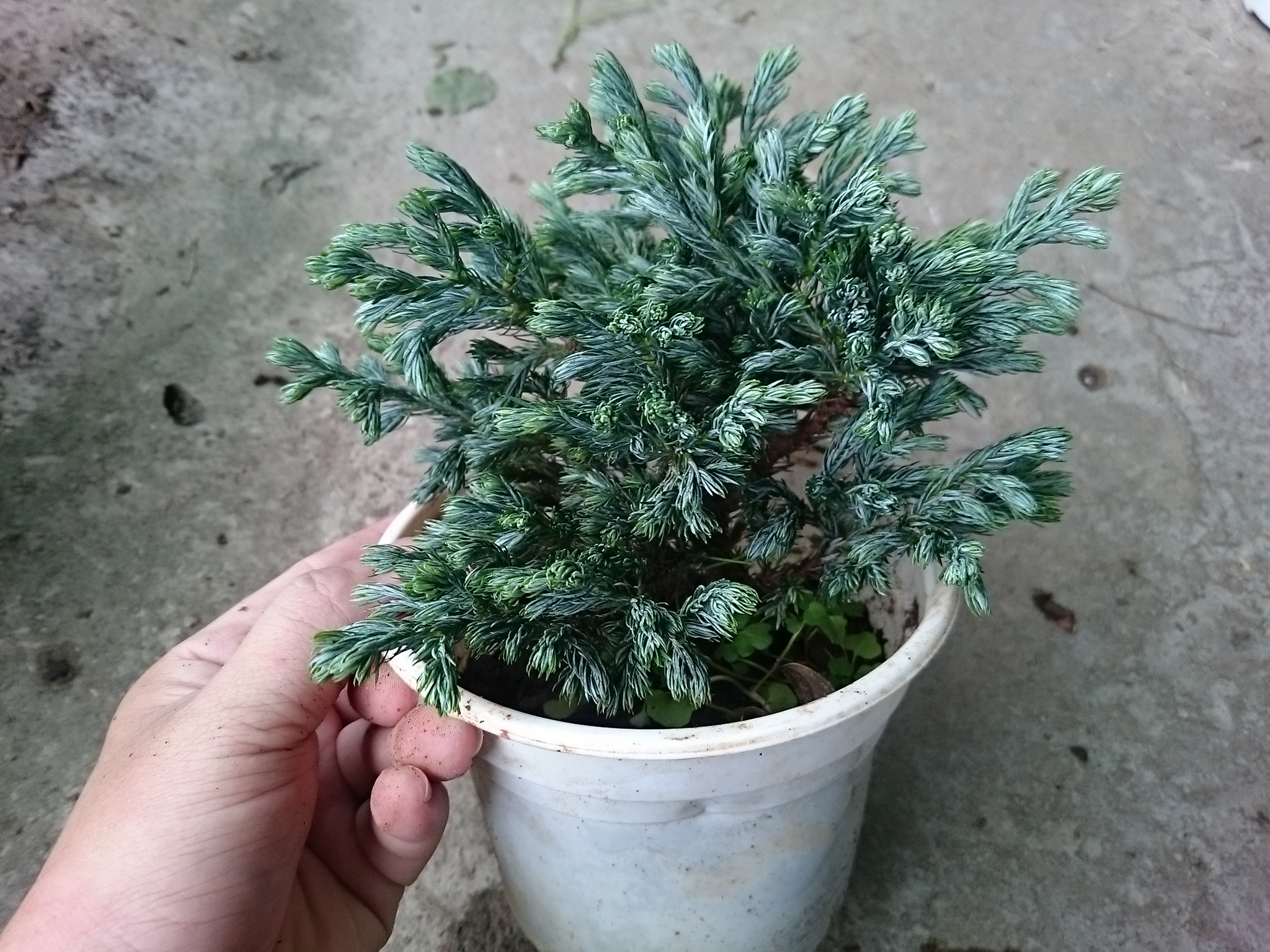 Cây Tuyết Tùng - cây cảnh để bàn