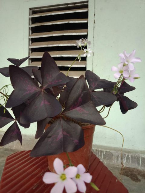 Củ hoa bướm đêm 1 củ