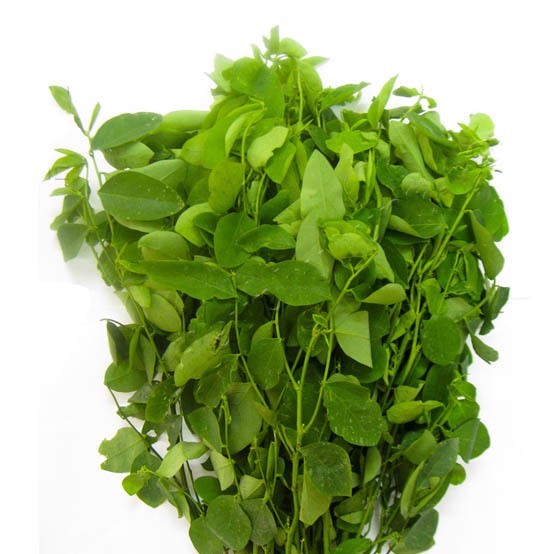 Hạt giống rau bồ ngót - gói 1 gram