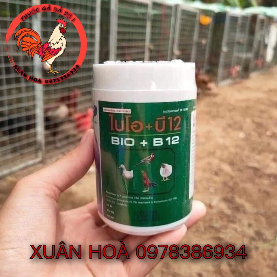 Úm Gà Con số 1 thế giối phòng dịch gà con gà đá