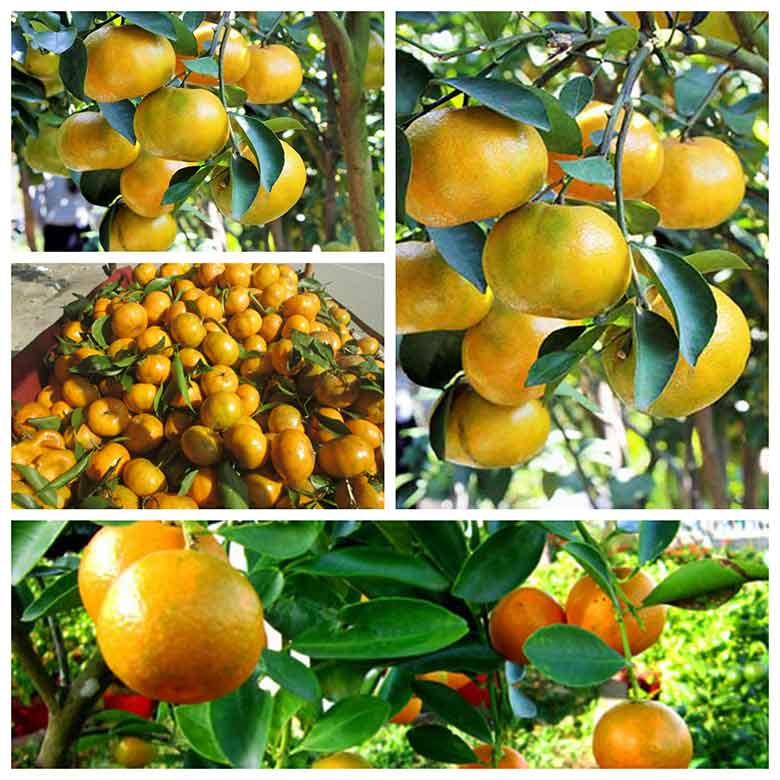 Cây Giống Quýt đường ( quýt ngọt)
