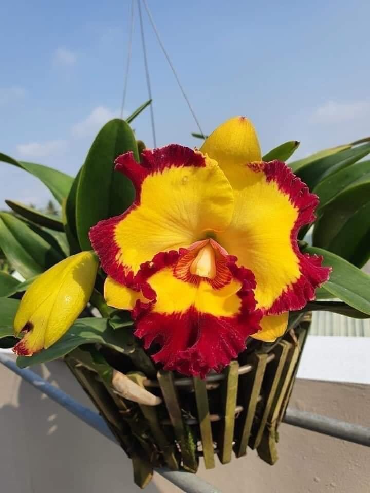 CATT VUA CƯƠNG SƠN CÂY GIỐNG Cao 5-10Cm