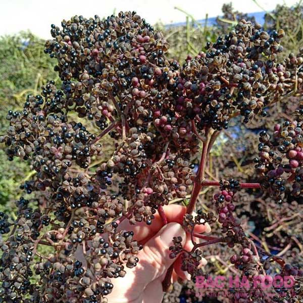 500G HẠT MẮC KHÉN KHÔ TÂY BẮC