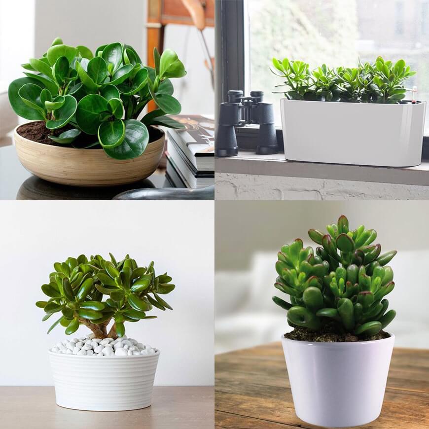 Chậu CÂY SEN ĐÁ NGỌC BÍCH (sen đô la)