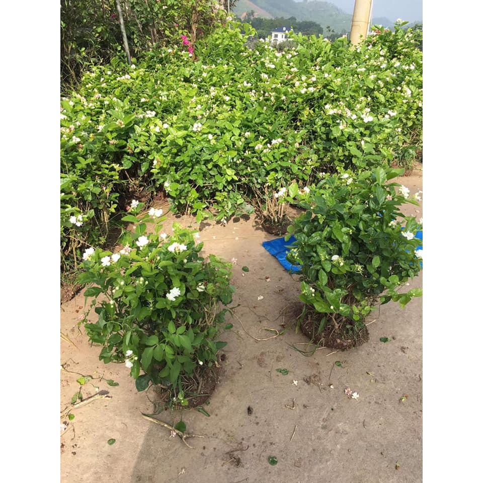 CÂY HOA NHÀI - HOA LÀI TA SIÊU ĐẸP