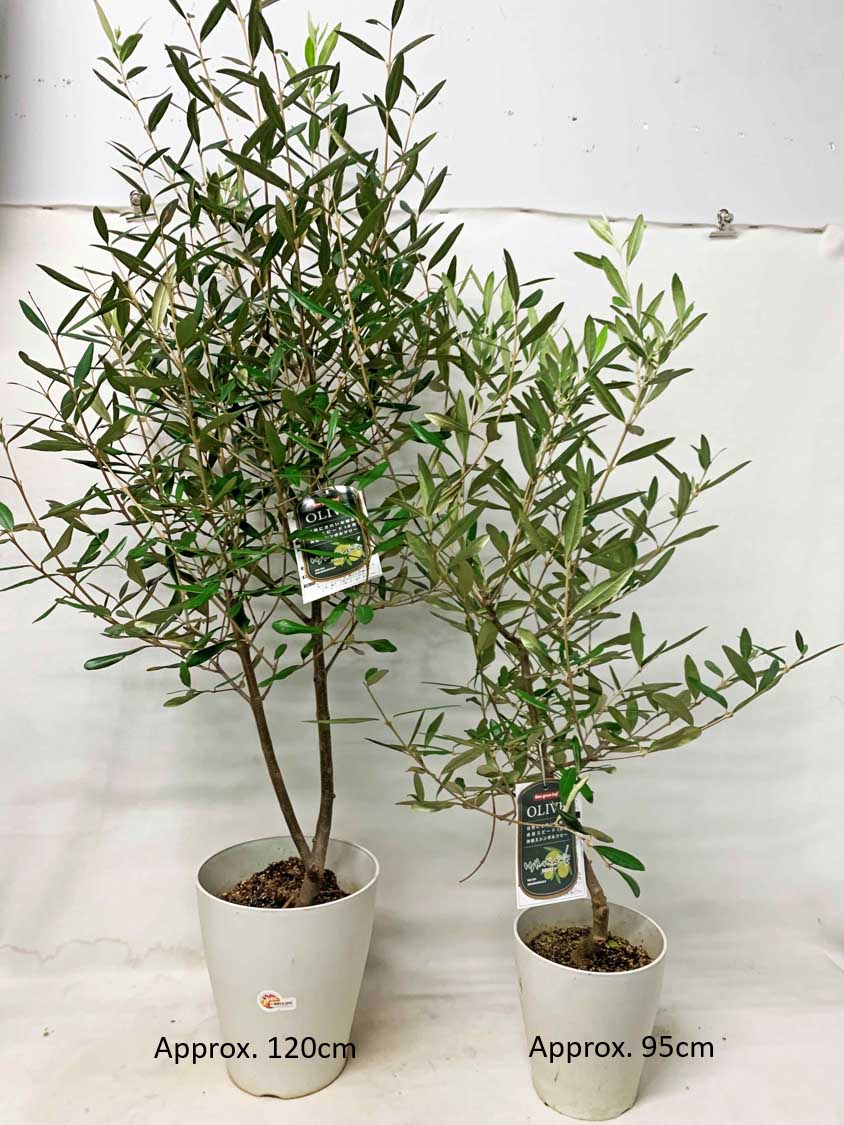 Planteasy880 1-2m JAPAN OLIVE TREE Free Delivery SG | Lazada Singapore