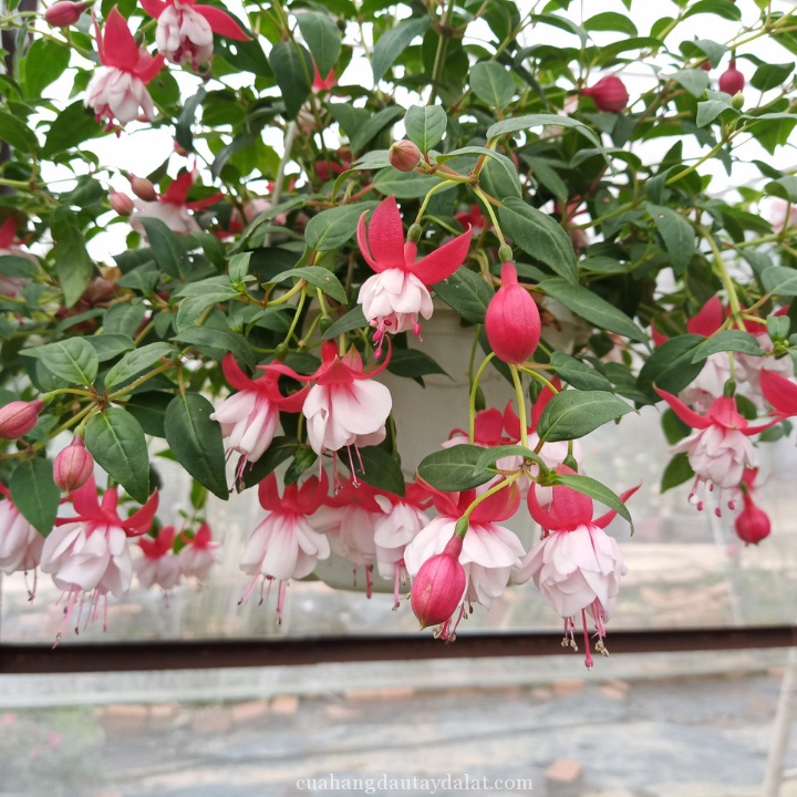 Cây giống hoa lồng đèn