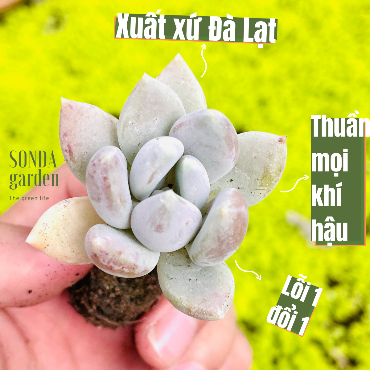 SEN ĐÁ SỎI XANH SIZE MINI LỖI 1 ĐỔI 1