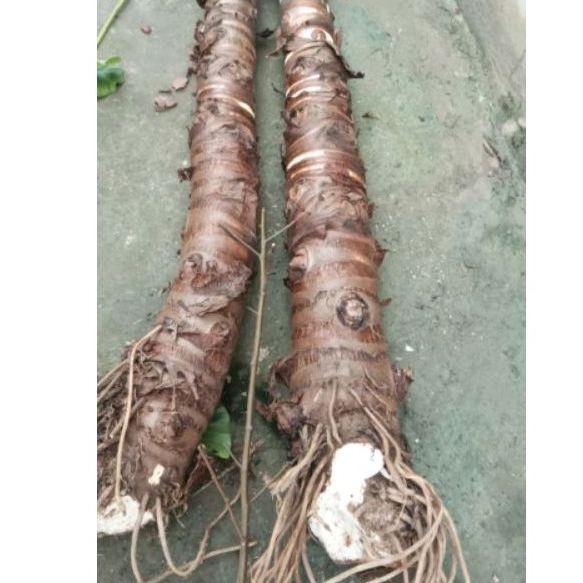Cây bạc hà núi siêu khủng , cây già lâu năm