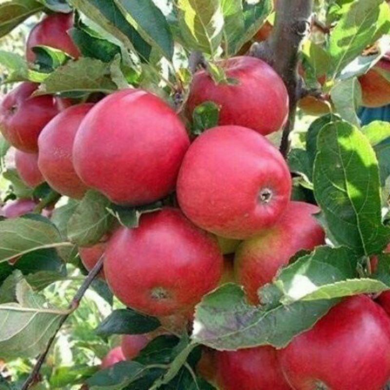 GIỐNG CÂY TÁO ĐỎ- CÂY GHÉP