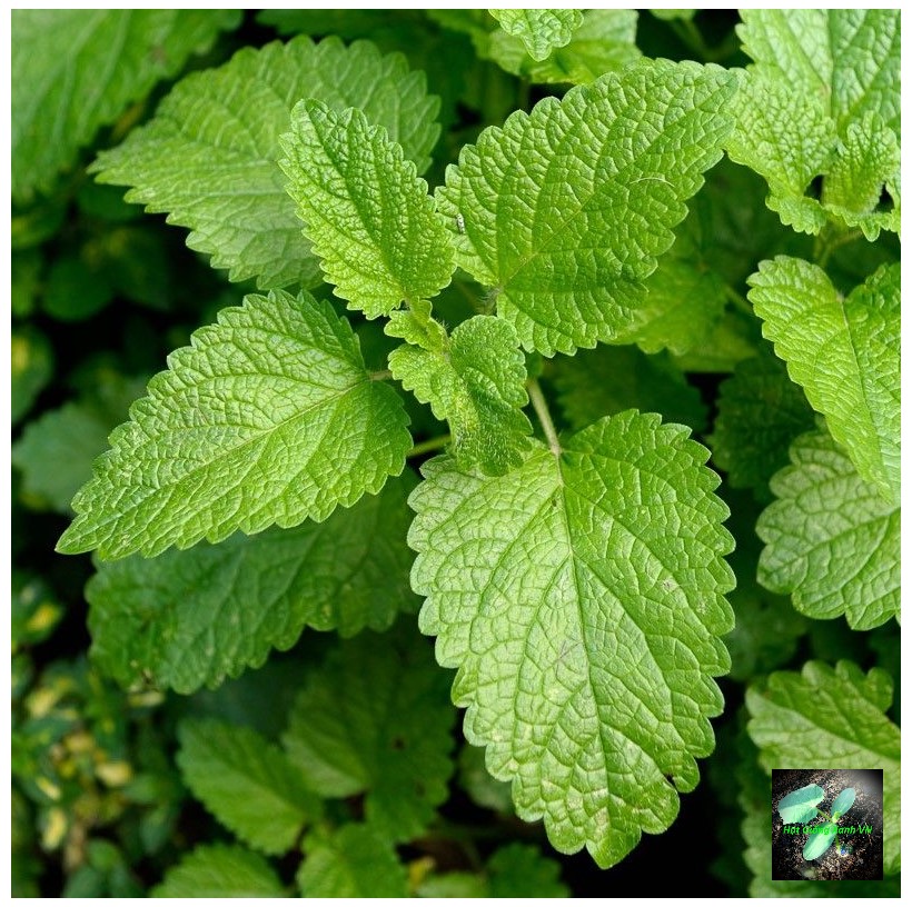 Hạt giống bạc hà chanh sả Lemon balm, đóng gói 1gr