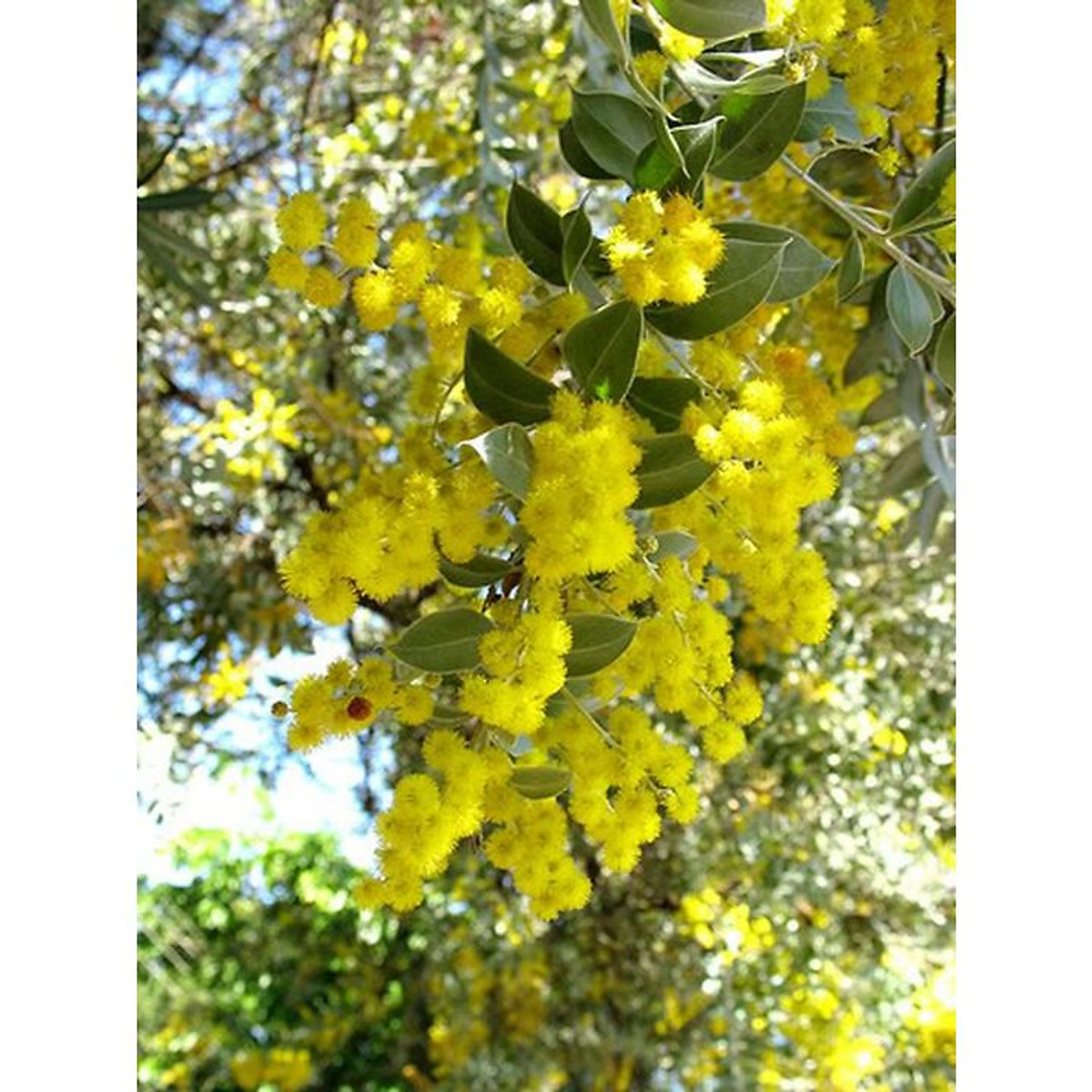 cây giống hoa Mimosa vàng