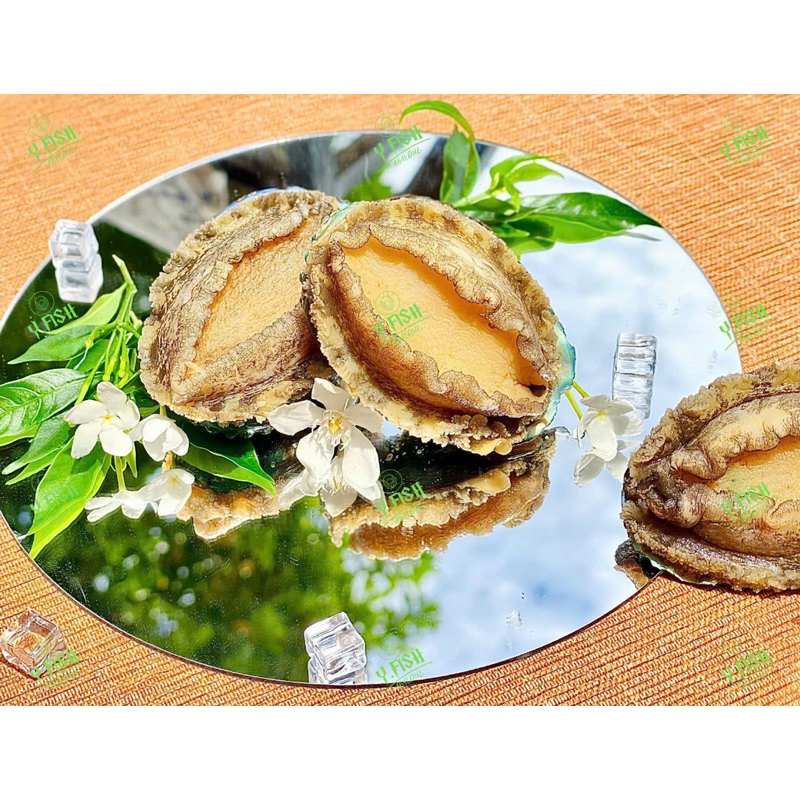 1kg Imported Y.Fish Abalone, Net Weight 6 Sizes, 20-22 Pieces (Delivery to Hcmc)