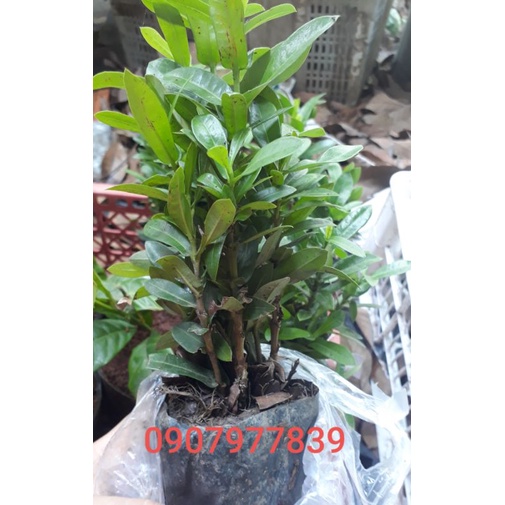 Chậu Mẫu Đơn 5 Màu, Bông Trang (Gửi Cây Hình Cuối)
