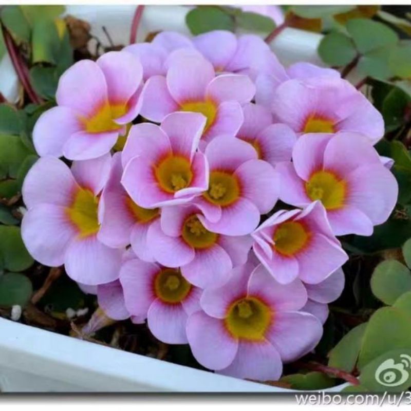 củ hoa oxalis dòng purpurea