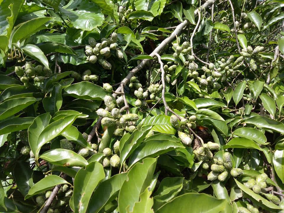 10 hạt dổi nếp