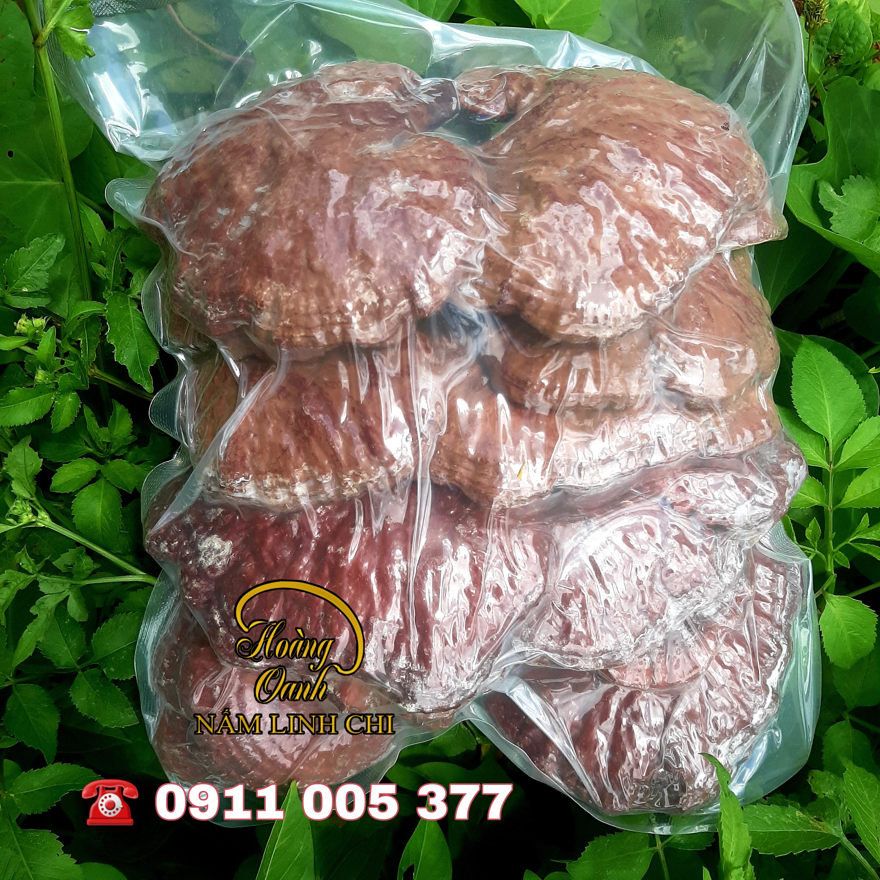 Nấm Linh Chi Đỏ 500g - HỒNG CHI NHẬT BẢN (Hồng Chi giống Nhật Bản trồng tại Việt Nam)