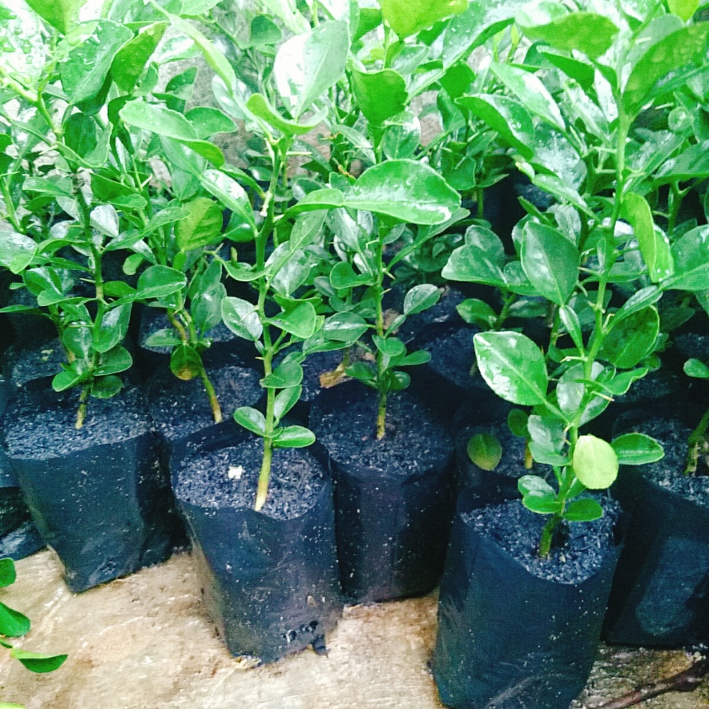 Cây Chúc (chanh thái) - Cây chanh ăn lá ( chanh hấp gà)