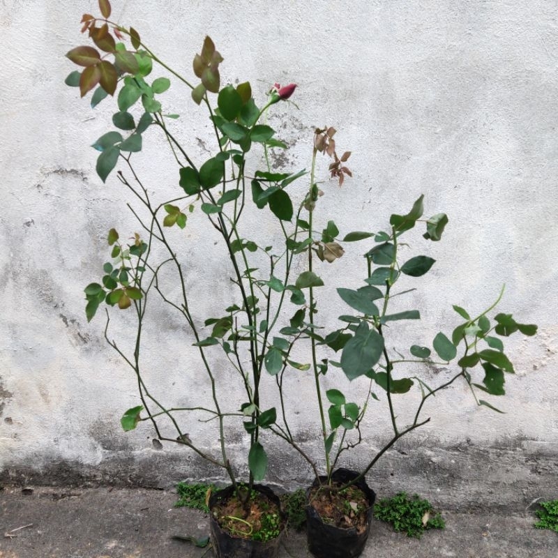 Hoa hồng Nhung cổ, Quế son, Quế hồng