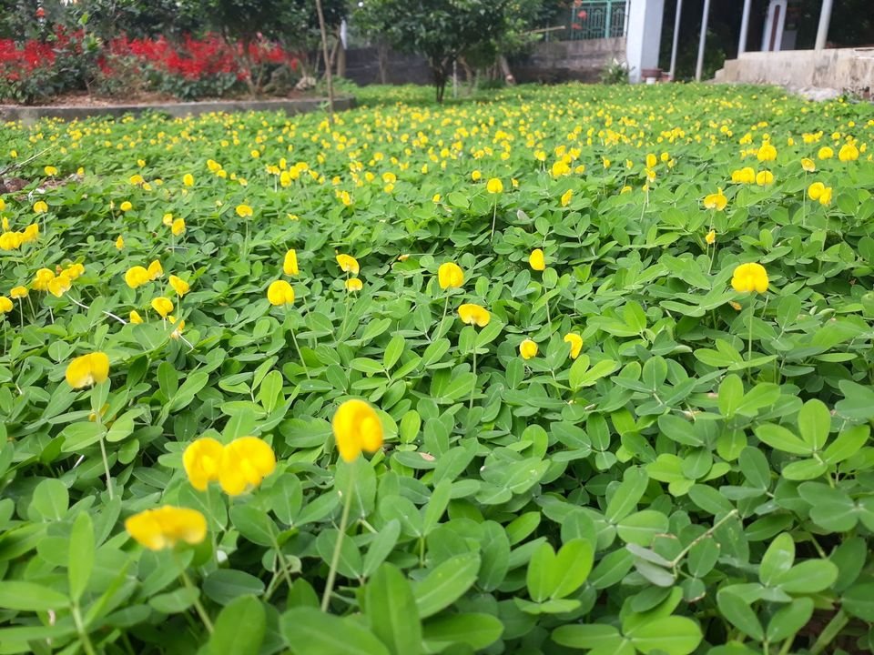 50gram hạt giống hoa cỏ lạc - Cỏ đậu phộng
