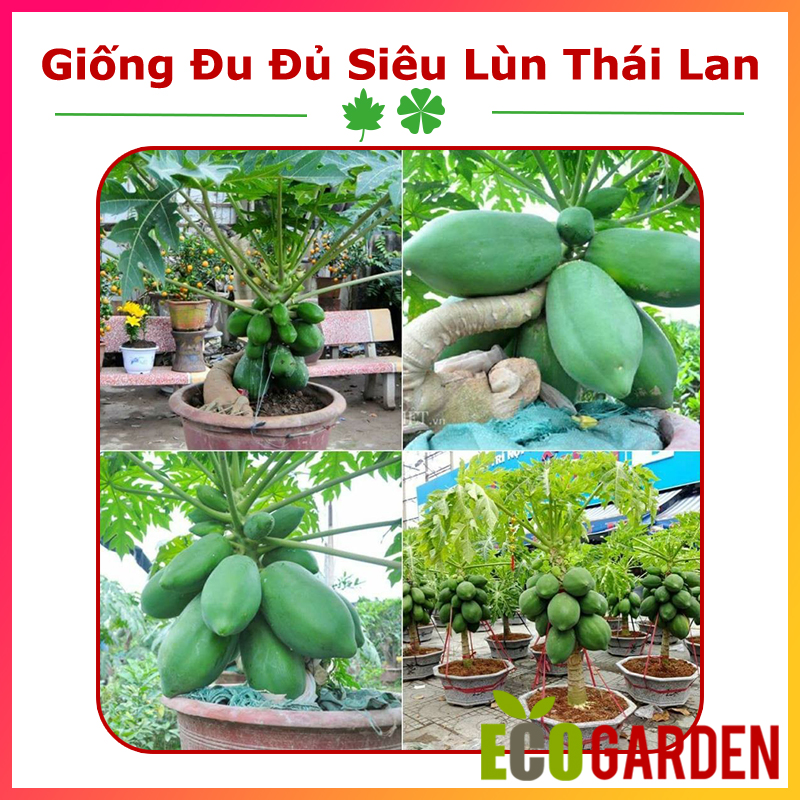Hạt giống đu đủ siêu lùn thái lan