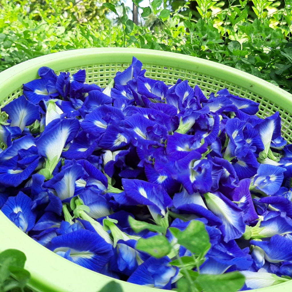Hoa đậu biếc sấy khô trồng ở quê
