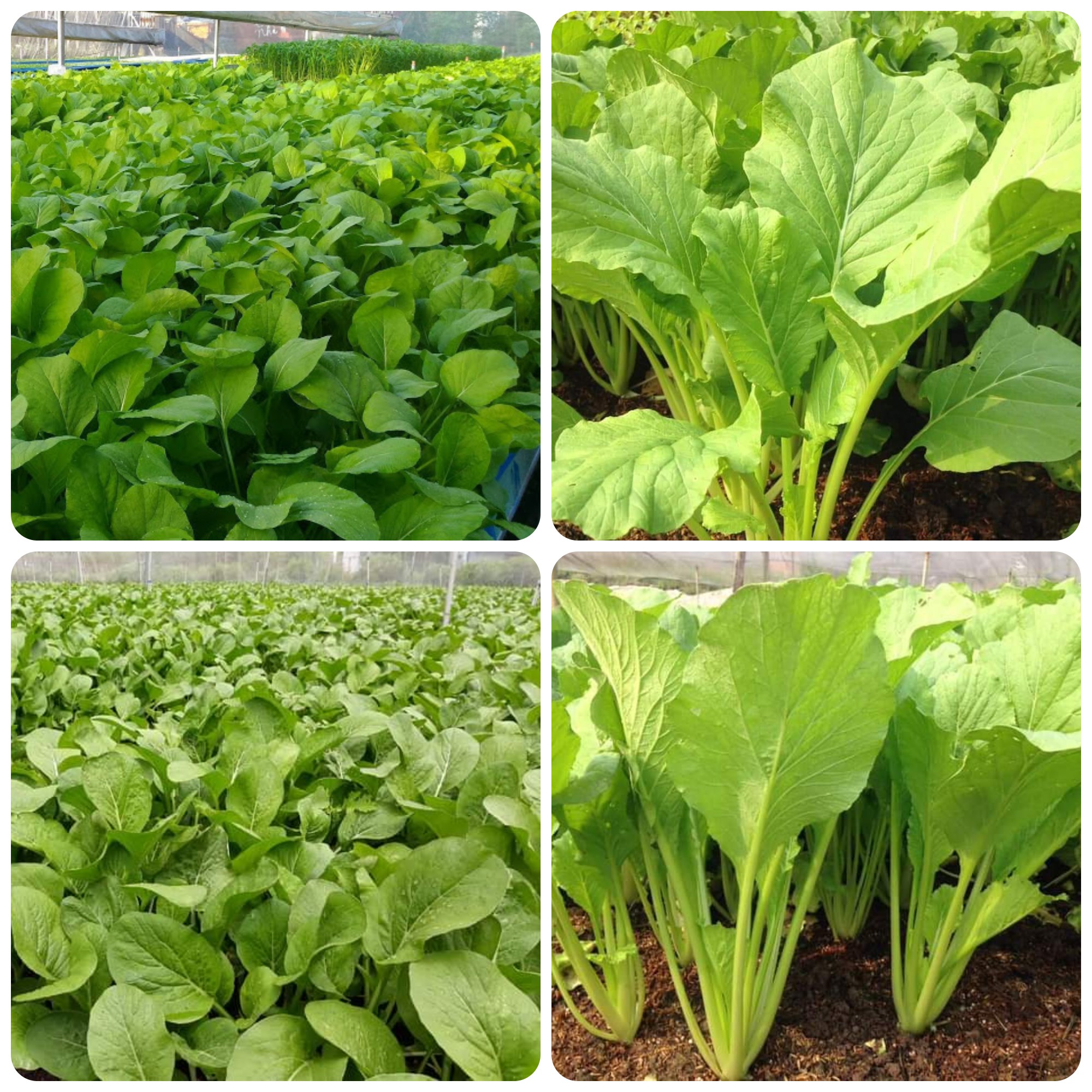 Hạt giống Cải ngọt gói 50gr