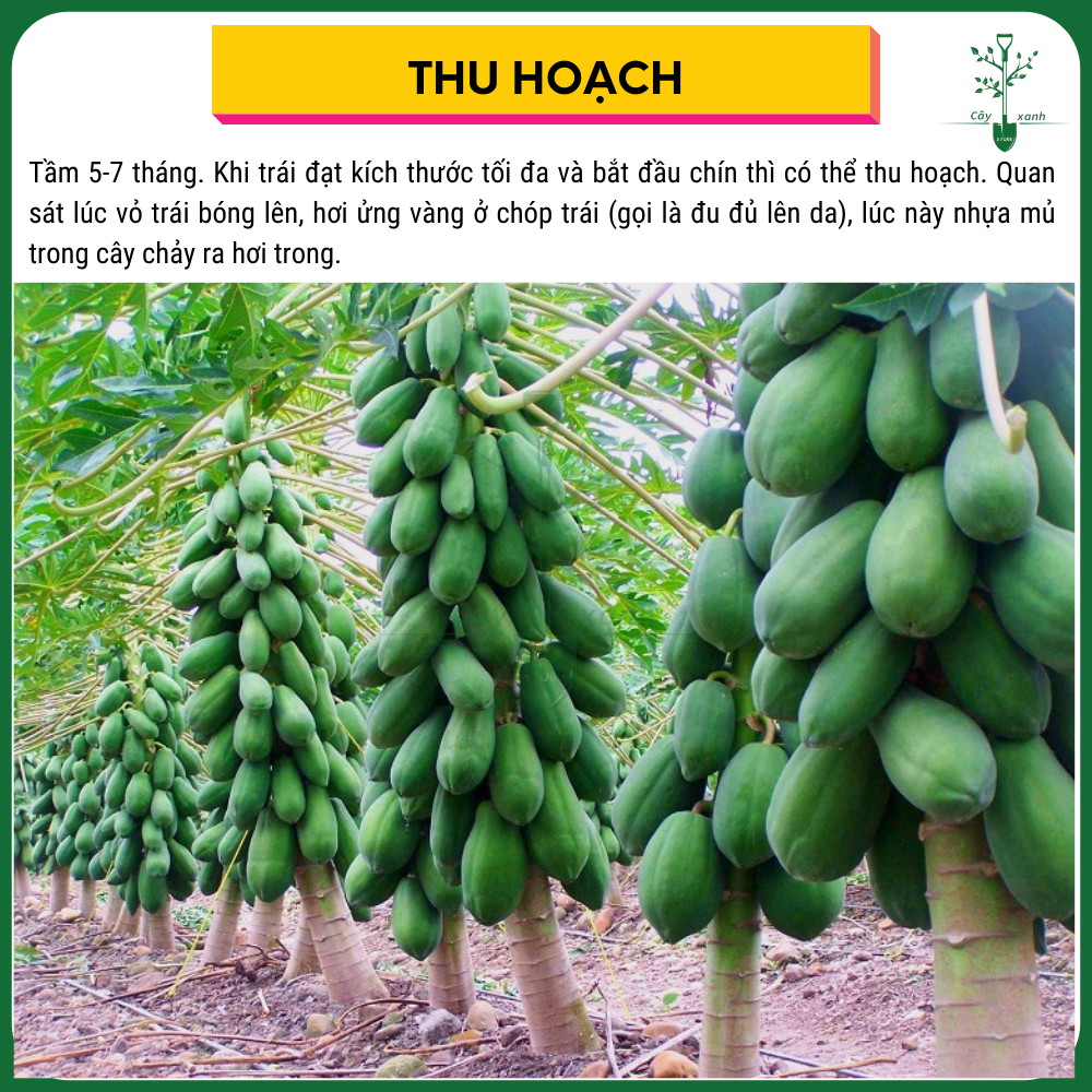 Hạt Giống Đu Đủ Thái PHUKET537 - 20 Hạt