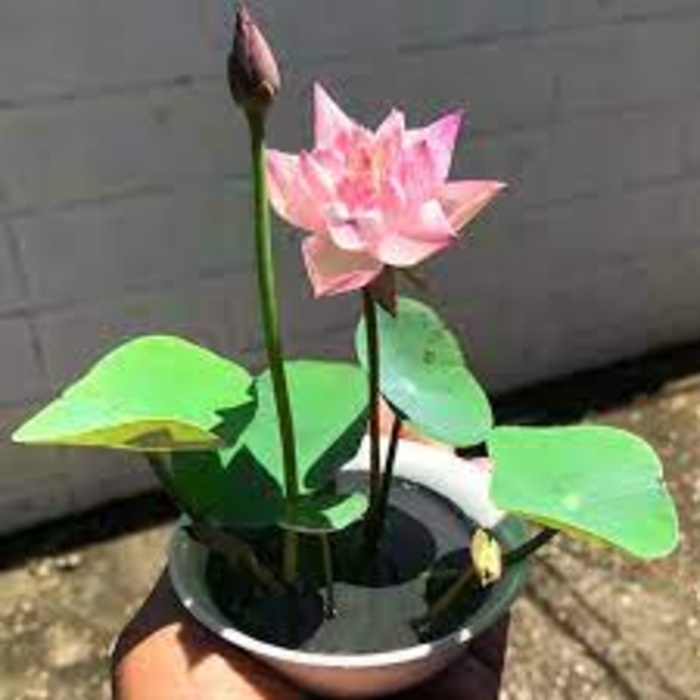 Hạt Giống Hoa Sen Nhật Mini đã cắt đầu - gói 10 hạt