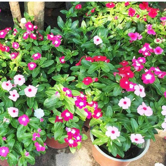 Hoa dừa cạn ta - bầu cây đẹp đang hoa