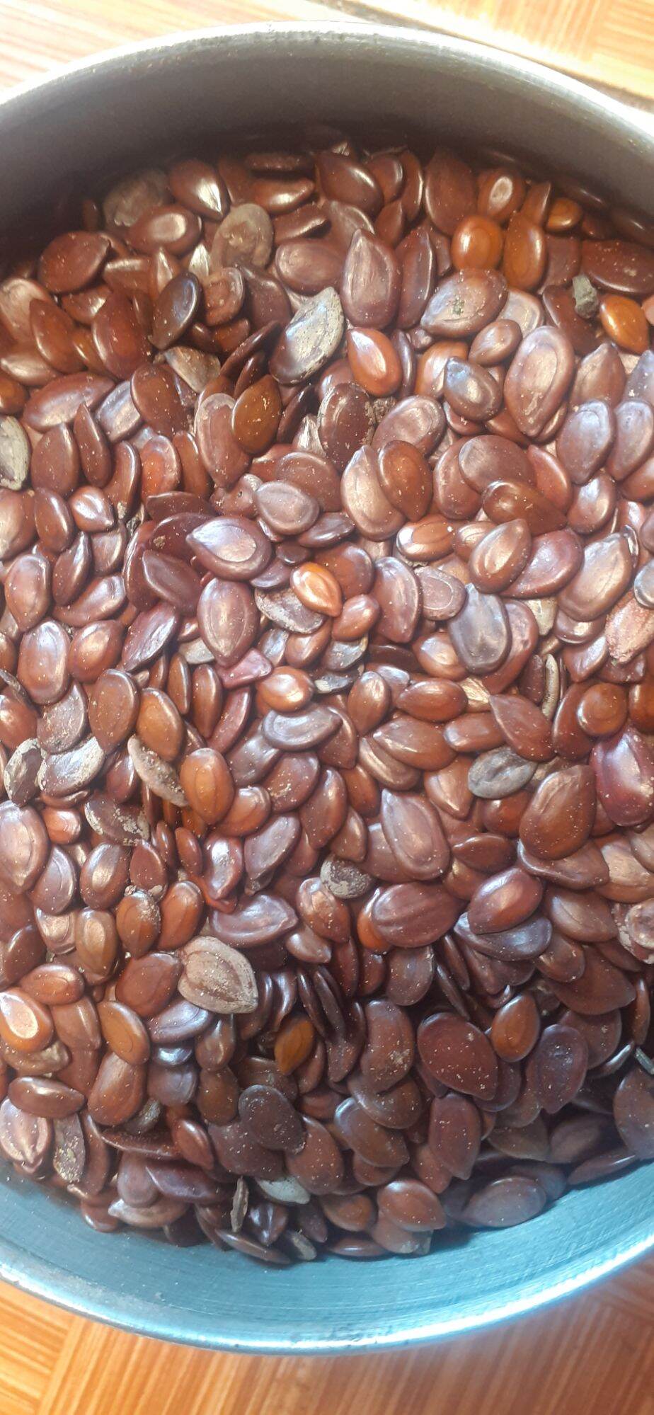 Hạt giống bình linh (keo dậu)