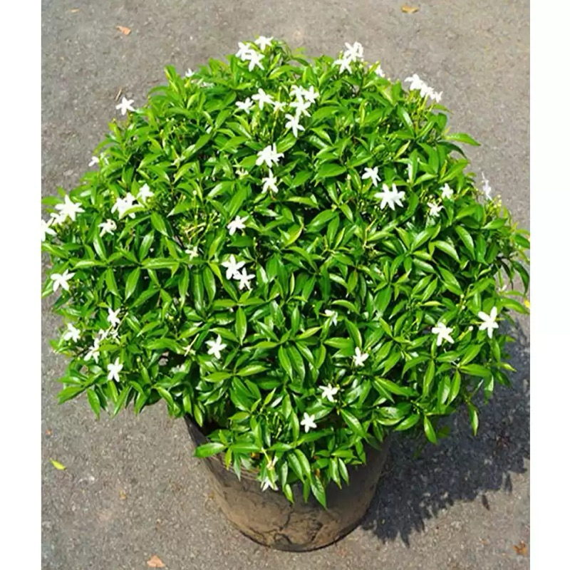 Cây Mai Vạn Phúc Bầu Bát ( cây to bầu rễ ổn định, có những cây đã điểm hoa)